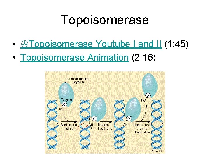Topoisomerase • Topoisomerase Youtube I and II (1: 45) • Topoisomerase Animation (2: 16)