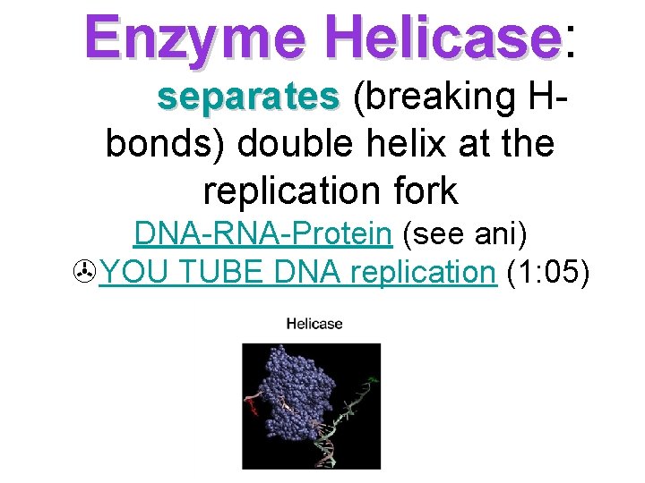 Enzyme Helicase: Helicase separates (breaking Hbonds) double helix at the replication fork DNA-RNA-Protein (see