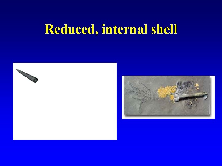 Richard E Young Michael Vecchione and Katharina M