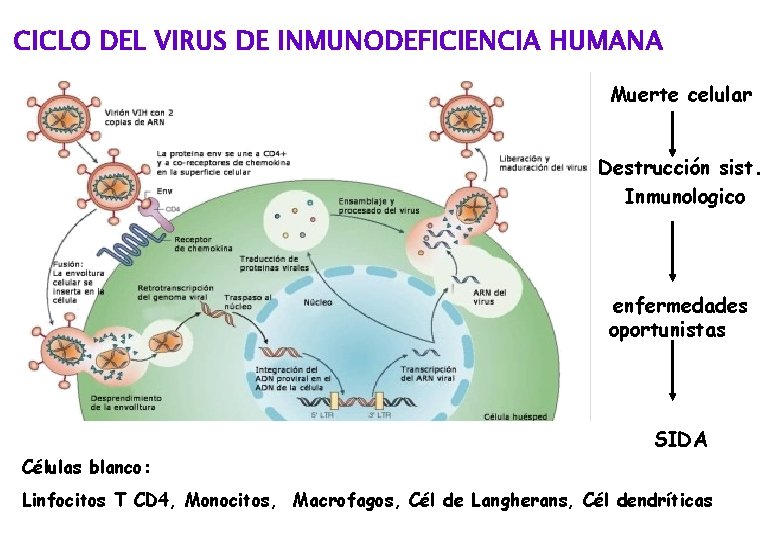 CICLO DEL VIRUS DE INMUNODEFICIENCIA HUMANA Muerte celular Destrucción sist. Inmunologico enfermedades oportunistas SIDA