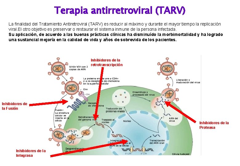 Terapia antirretroviral (TARV) La finalidad del Tratamiento Antiretroviral (TARV) es reducir al máximo y