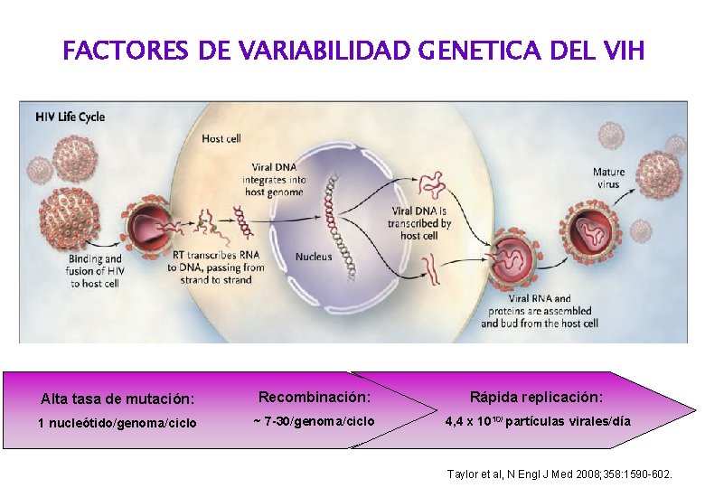 FACTORES DE VARIABILIDAD GENETICA DEL VIH Alta tasa de mutación: Recombinación: Rápida replicación: 1