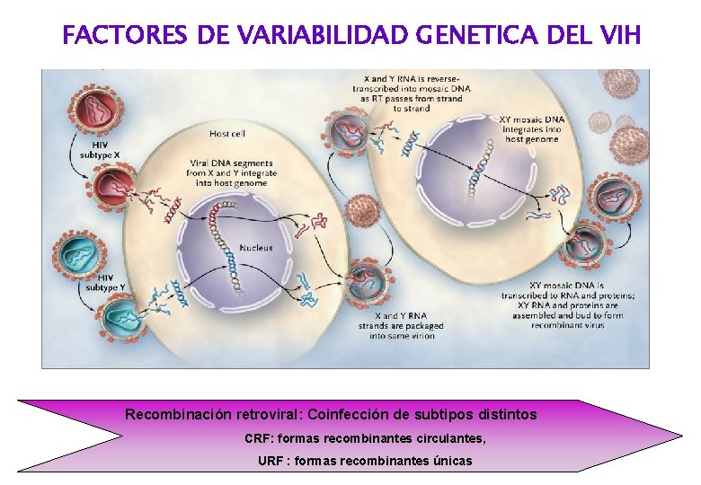 FACTORES DE VARIABILIDAD GENETICA DEL VIH Recombinación retroviral: Coinfección de subtipos distintos CRF: formas