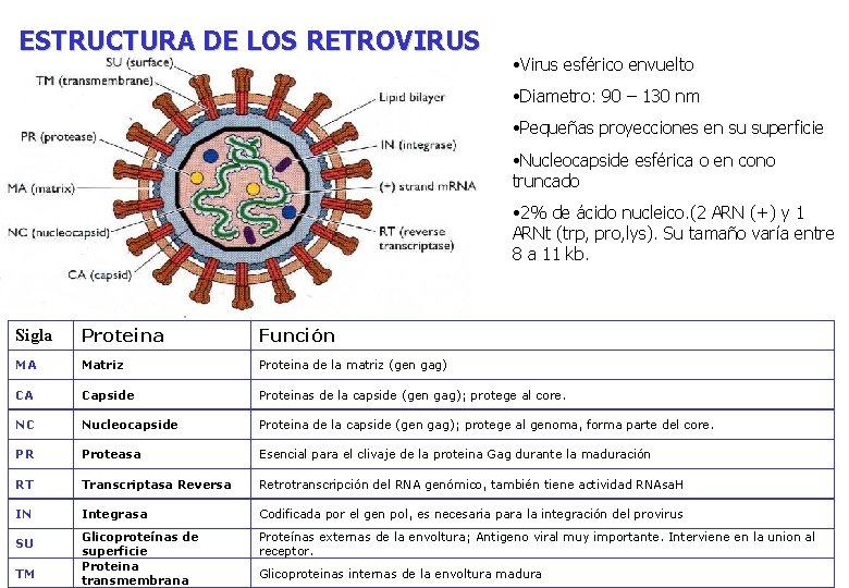 ESTRUCTURA DE LOS RETROVIRUS • Virus esférico envuelto • Diametro: 90 – 130 nm