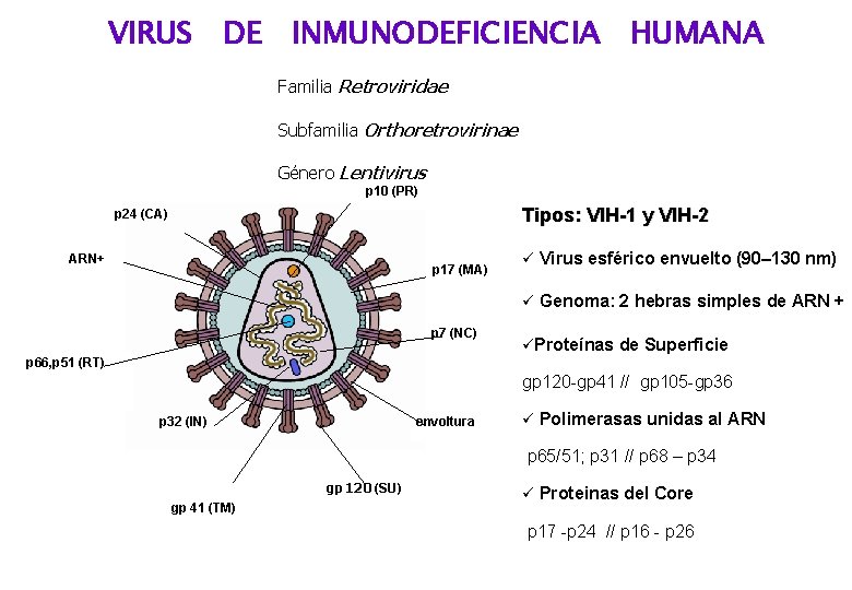 VIRUS DE INMUNODEFICIENCIA HUMANA Familia Retroviridae Subfamilia Orthoretrovirinae Género Lentivirus p 10 (PR) Tipos: