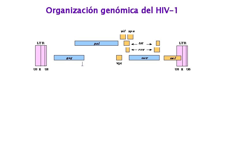 Organización genómica del HIV-1 