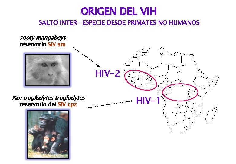 ORIGEN DEL VIH SALTO INTER- ESPECIE DESDE PRIMATES NO HUMANOS sooty mangabeys reservorio SIV