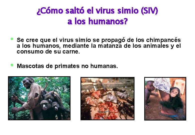 ¿Cómo saltó el virus simio (SIV) a los humanos? • Se cree que el