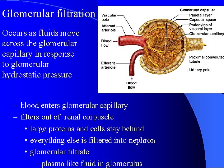 Glomerular filtration Occurs as fluids move across the glomerular capillary in response to glomerular Glomerular filtration Occurs as fluids move across the glomerular capillary in response to glomerular