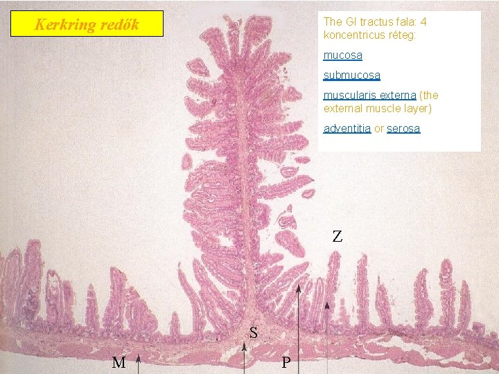 Kerkring redők The GI tractus fala: 4 koncentricus réteg: mucosa submucosa muscularis externa (the