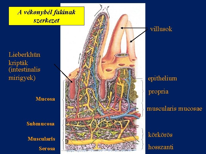 A vékonybél falának szerkezet villusok Lieberkhün kripták (intestinalis mirigyek) epithelium propria Mucosa muscularis mucosae
