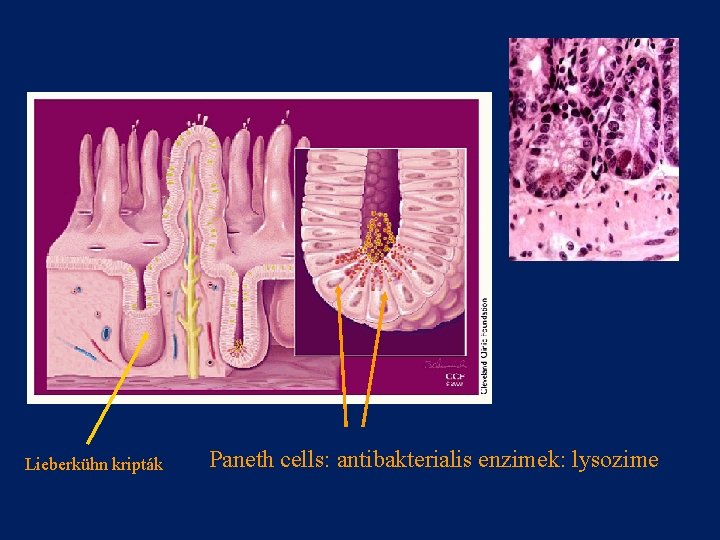 Lieberkühn kripták Paneth cells: antibakterialis enzimek: lysozime 