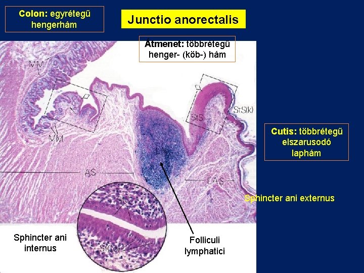 Colon: egyrétegű hengerhám Junctio anorectalis Átmenet: többrétegű henger- (köb-) hám Cutis: többrétegű elszarusodó laphám