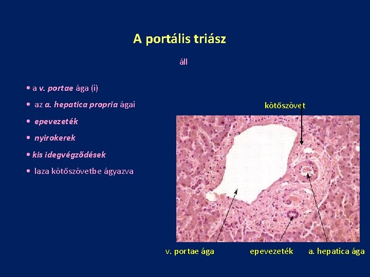 A portális triász áll • a v. portae ága (i) • az a. hepatica