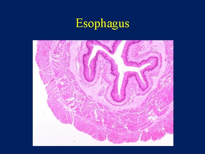 Esophagus 