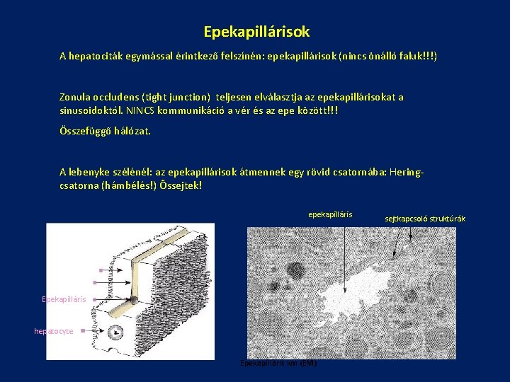 Epekapillárisok A hepatociták egymással érintkező felszínén: epekapillárisok (nincs önálló faluk!!!) Zonula occludens (tight junction)