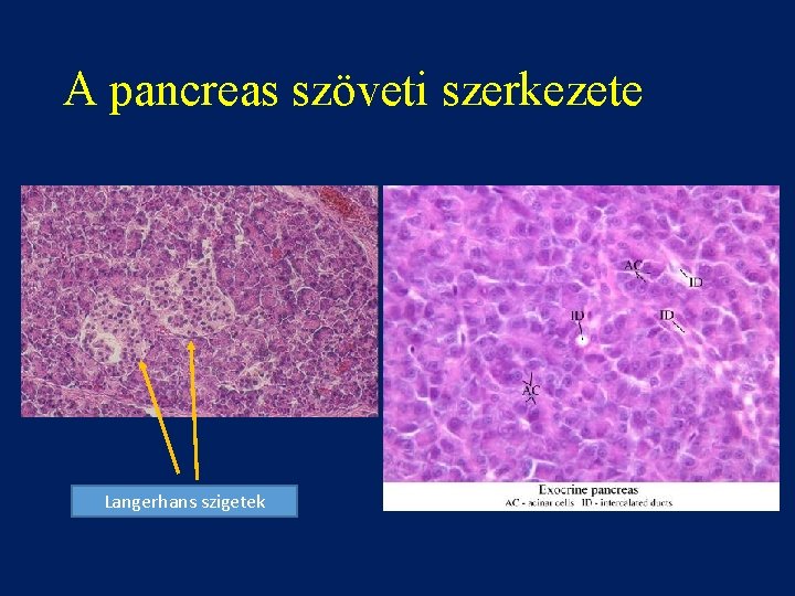 A pancreas szöveti szerkezete Langerhans szigetek 