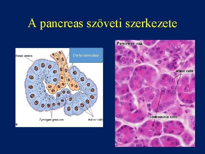 A pancreas szöveti szerkezete Ductus intercalaris 