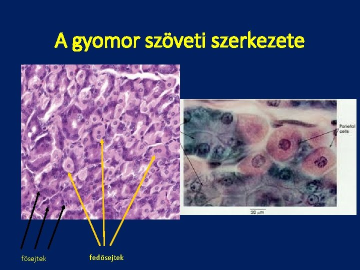 A gyomor szöveti szerkezete fősejtek fedősejtek 