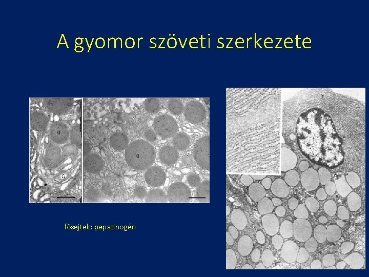 A gyomor szöveti szerkezete fősejtek: pepszinogén 