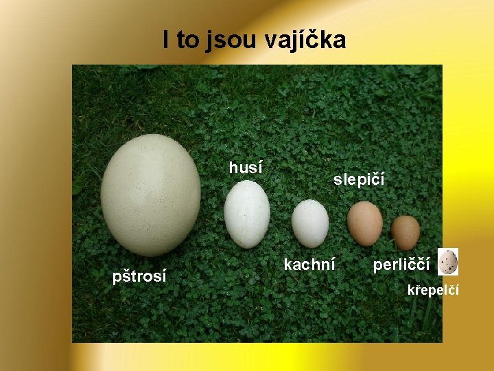 I to jsou vajíčka husí pštrosí slepičí kachní perliččí křepelčí 