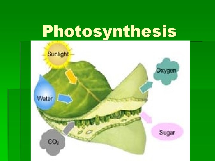 Photosynthesis Photosynthesis