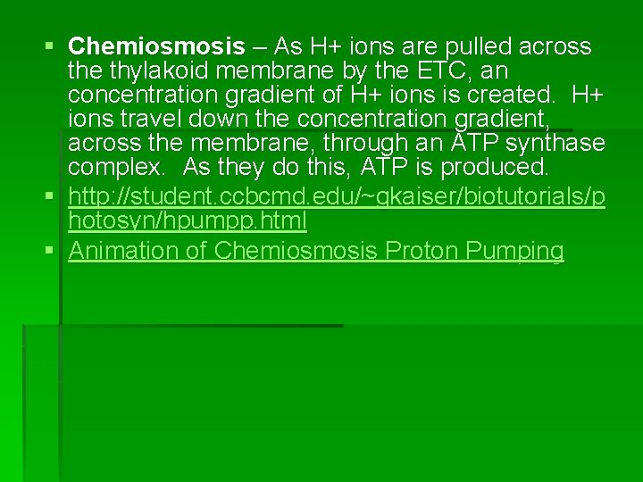 § Chemiosmosis – As H+ ions are pulled across the thylakoid membrane by the § Chemiosmosis – As H+ ions are pulled across the thylakoid membrane by the