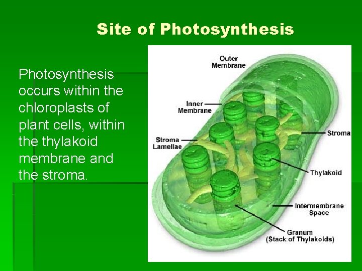 Site of Photosynthesis occurs within the chloroplasts of plant cells, within the thylakoid membrane Site of Photosynthesis occurs within the chloroplasts of plant cells, within the thylakoid membrane