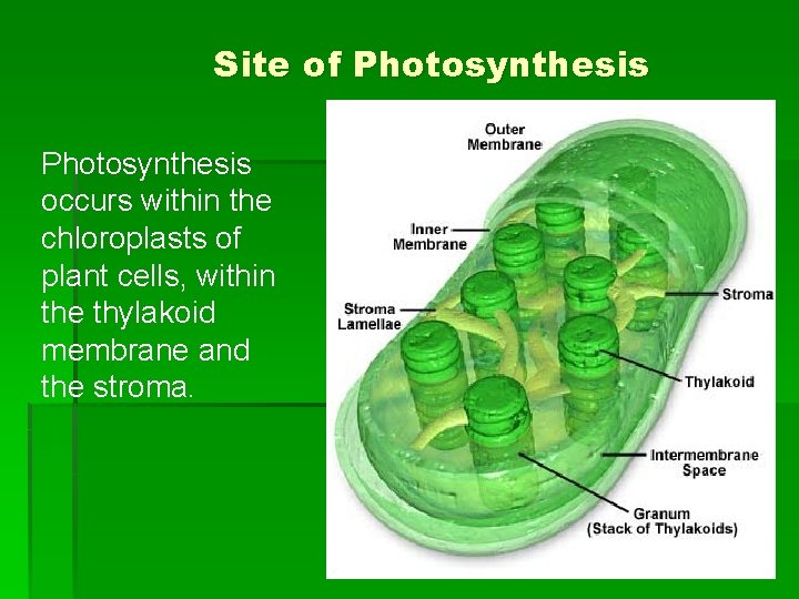 Site of Photosynthesis occurs within the chloroplasts of plant cells, within the thylakoid membrane