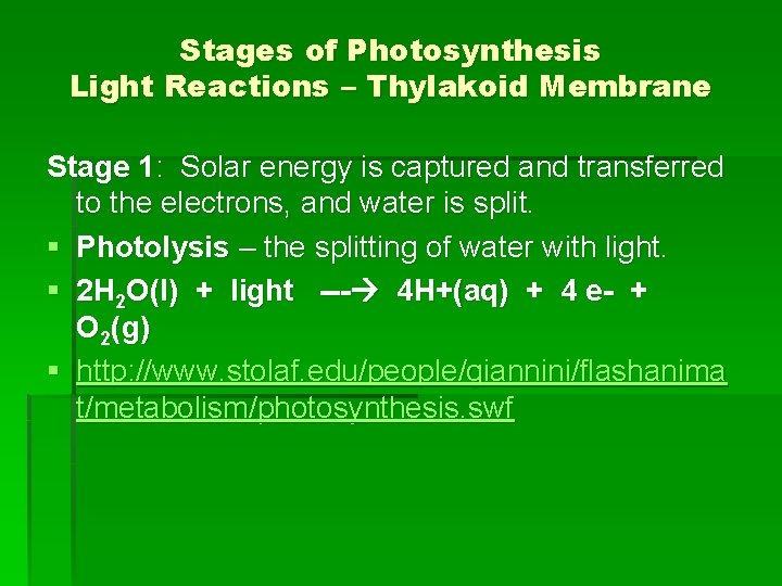 Stages of Photosynthesis Light Reactions – Thylakoid Membrane Stage 1: Solar energy is captured Stages of Photosynthesis Light Reactions – Thylakoid Membrane Stage 1: Solar energy is captured