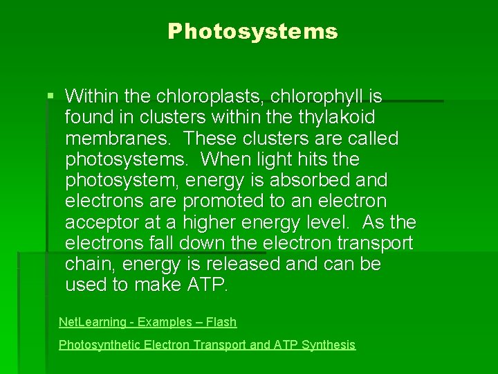Photosystems § Within the chloroplasts, chlorophyll is found in clusters within the thylakoid membranes. Photosystems § Within the chloroplasts, chlorophyll is found in clusters within the thylakoid membranes.
