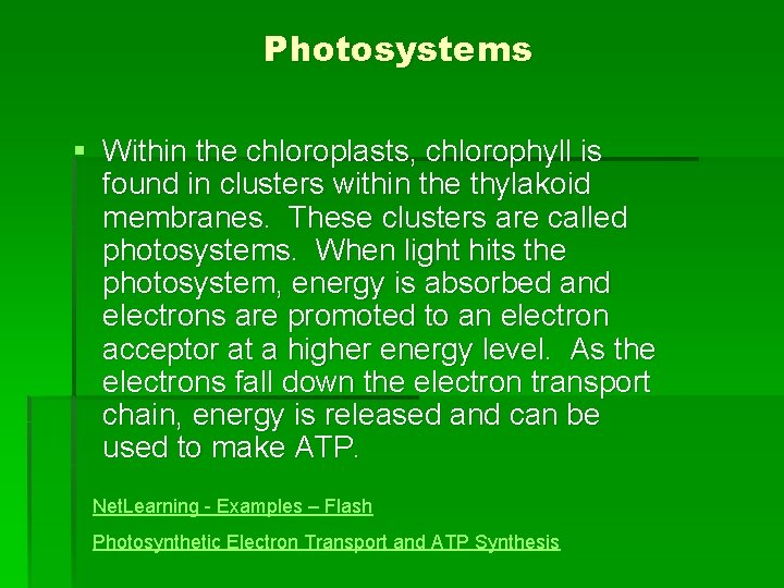 Photosystems § Within the chloroplasts, chlorophyll is found in clusters within the thylakoid membranes.