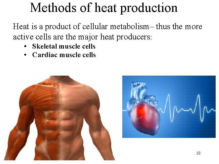 Methods of heat production Heat is a product of cellular metabolism– thus the more