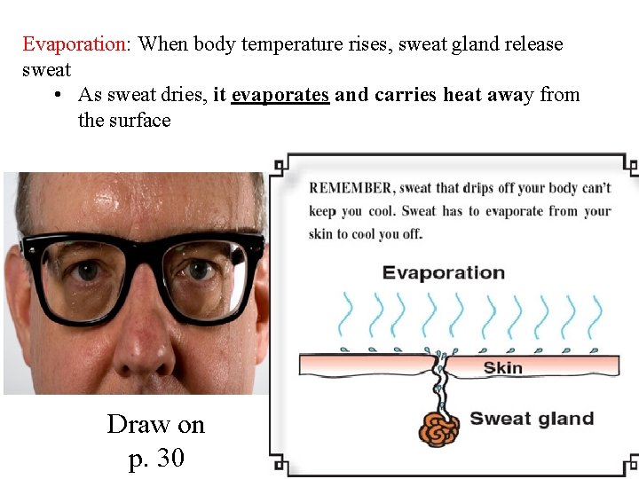 Evaporation: When body temperature rises, sweat gland release sweat • As sweat dries, it