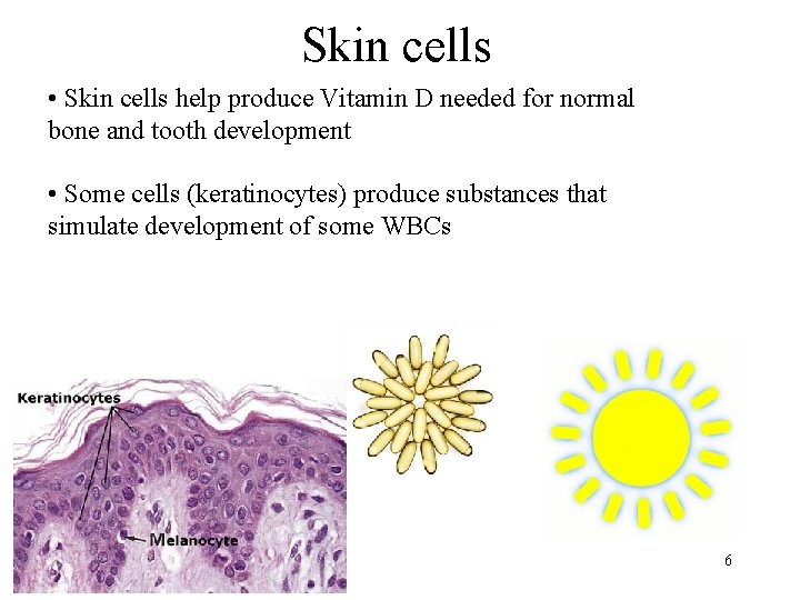 Skin cells • Skin cells help produce Vitamin D needed for normal bone and