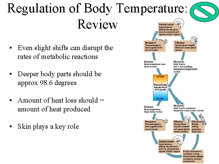 Regulation of Body Temperature: Review • Even slight shifts can disrupt the rates of