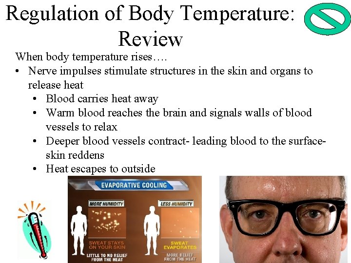 Regulation of Body Temperature: Review When body temperature rises…. • Nerve impulses stimulate structures