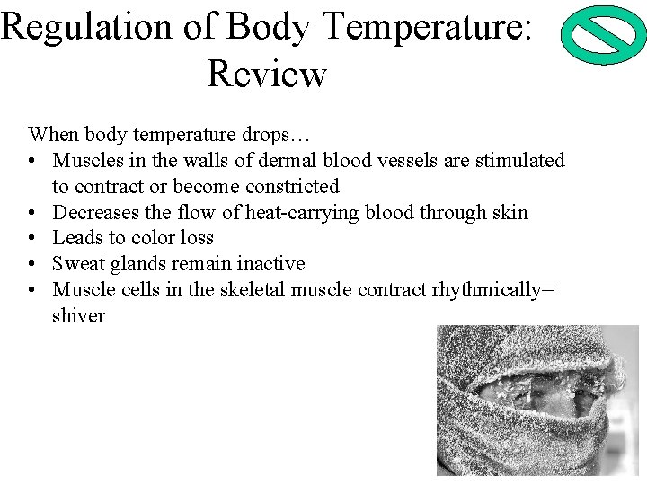 Regulation of Body Temperature: Review When body temperature drops… • Muscles in the walls