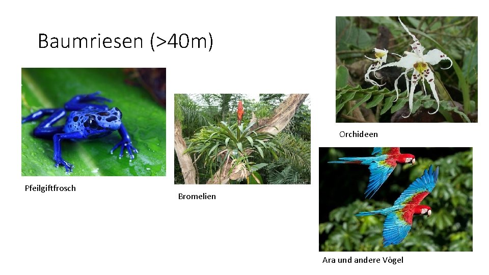 Baumriesen (>40 m) Orchideen Pfeilgiftfrosch Bromelien Ara und andere Vögel 