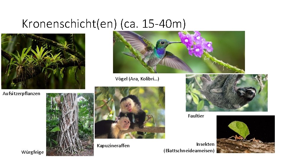 Kronenschicht(en) (ca. 15 -40 m) Vögel (Ara, Kolibri…) Aufsitzerpflanzen Faultier Würgfeige Kapuzineraffen Insekten (Blattschneideameisen)