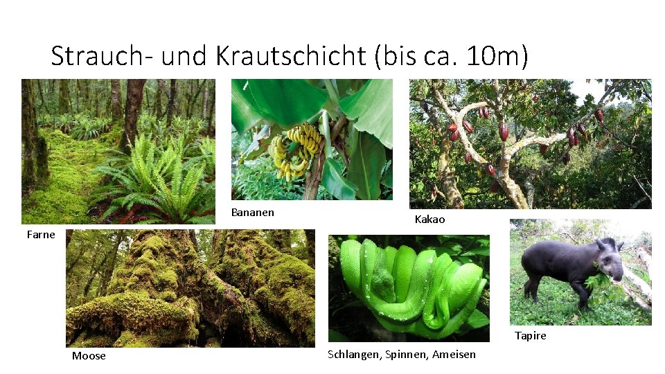 Strauch- und Krautschicht (bis ca. 10 m) Bananen Farne Kakao Tapire Moose Schlangen, Spinnen,