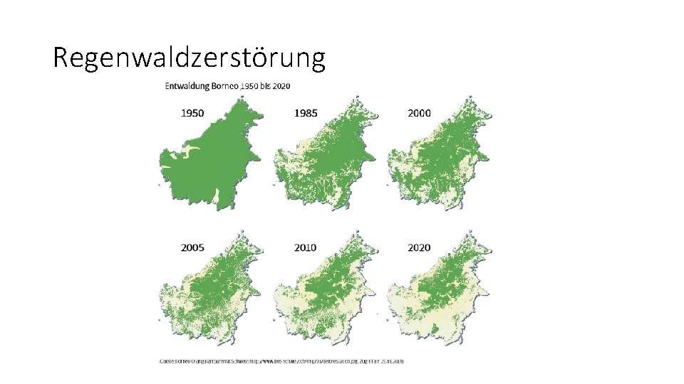 Regenwaldzerstörung 