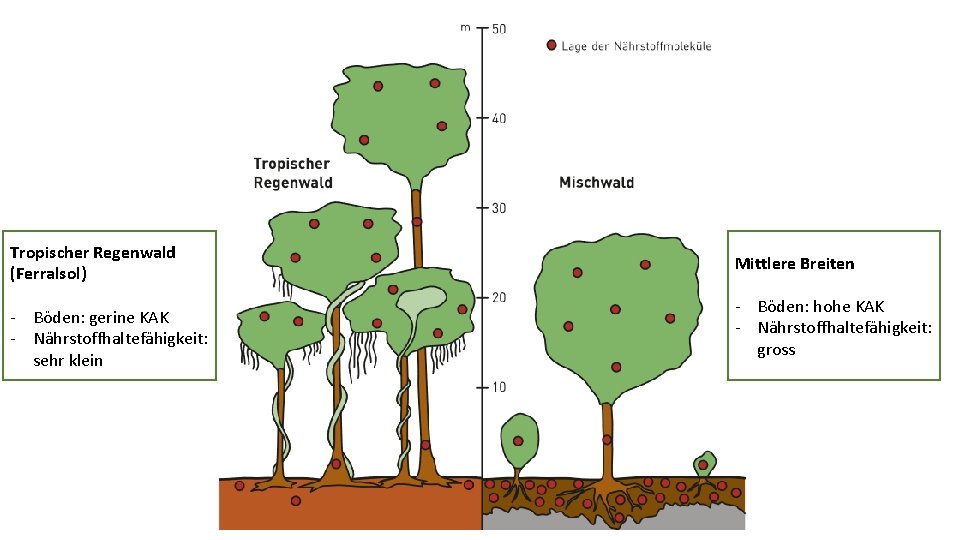 Tropischer Regenwald (Ferralsol) - Böden: gerine KAK - Nährstoffhaltefähigkeit: sehr klein Mittlere Breiten -