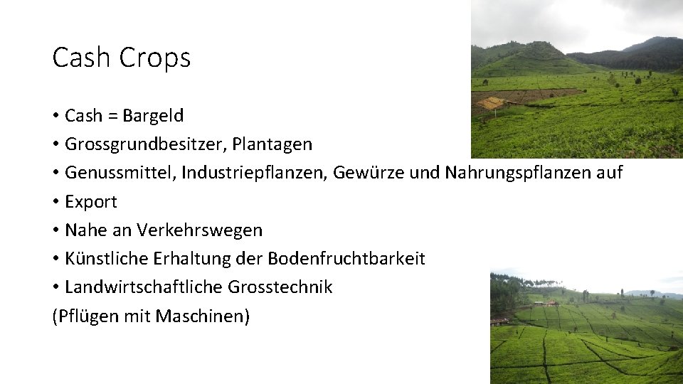 Cash Crops • Cash = Bargeld • Grossgrundbesitzer, Plantagen • Genussmittel, Industriepflanzen, Gewürze und