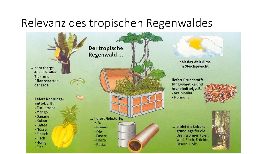 Relevanz des tropischen Regenwaldes 