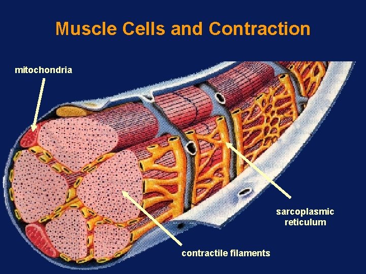 Muscle Cells and Contraction mitochondria sarcoplasmic reticulum contractile filaments 