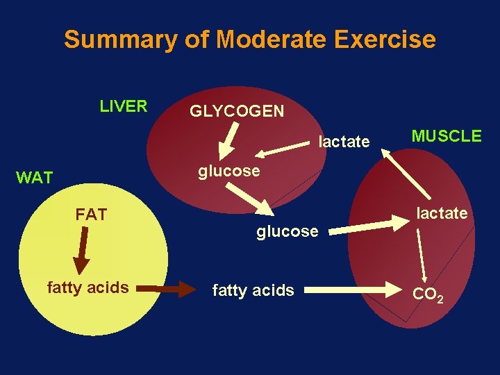 Summary of Moderate Exercise LIVER GLYCOGEN lactate MUSCLE glucose WAT FAT fatty acids glucose