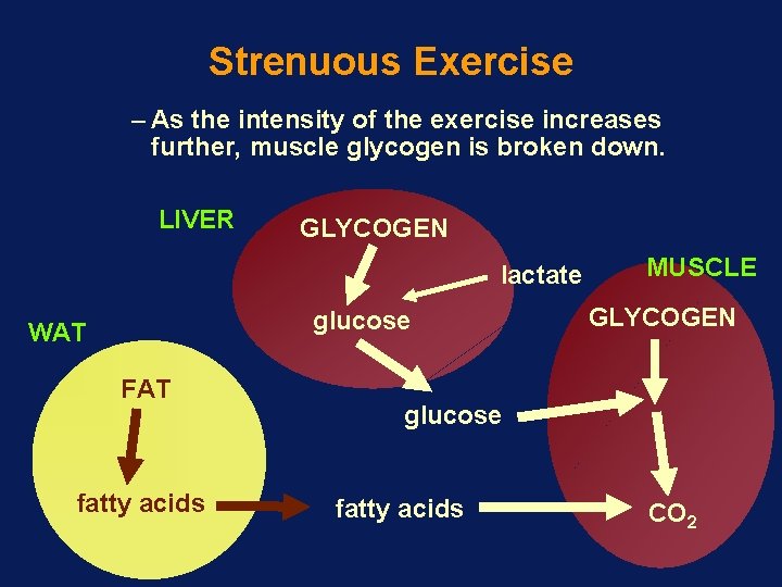 Strenuous Exercise – As the intensity of the exercise increases further, muscle glycogen is