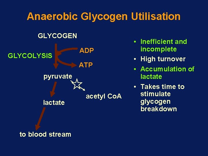 Anaerobic Glycogen Utilisation GLYCOGEN GLYCOLYSIS ADP ATP pyruvate lactate to blood stream acetyl Co.