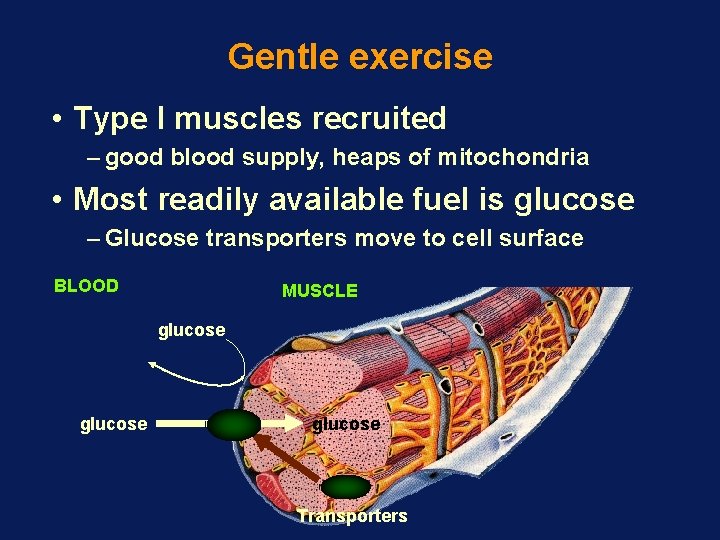 Gentle exercise • Type I muscles recruited – good blood supply, heaps of mitochondria Gentle exercise • Type I muscles recruited – good blood supply, heaps of mitochondria